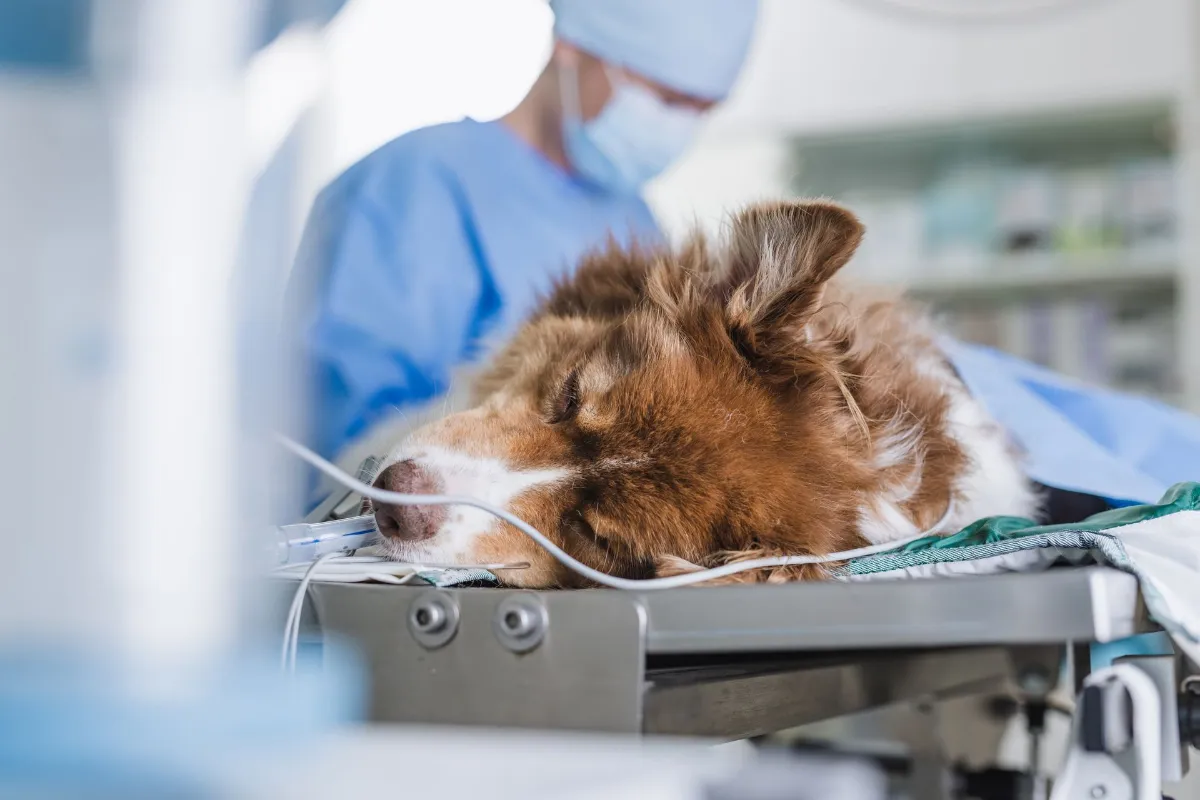 <h1>Beyond Fentanyl: Why I’m All in on Multimodal Pain Management</h1>