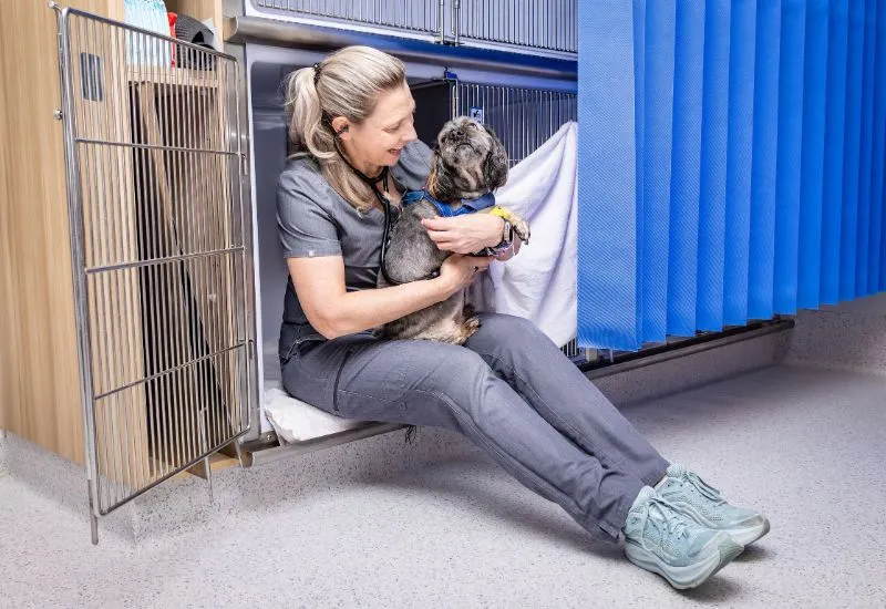 doctor taking care the dog